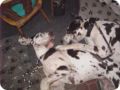 ostersonntag_-doggentreffen_224.jpg