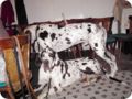 ostersonntag_-doggentreffen_234.jpg