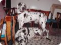 ostersonntag_-doggentreffen_235.jpg