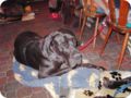 ostersonntag_-doggentreffen_236.jpg