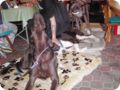 ostersonntag_-doggentreffen_237.jpg