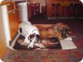 ostersonntag_-doggentreffen_239.jpg