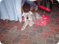 ostersonntag_-doggentreffen_240.jpg