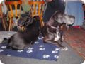 ostersonntag_-doggentreffen_241.jpg