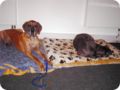 ostersonntag_-doggentreffen_243.jpg