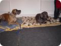 ostersonntag_-doggentreffen_246.jpg
