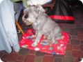 ostersonntag_-doggentreffen_247.jpg