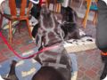 ostersonntag_-doggentreffen_248.jpg