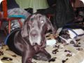 ostersonntag_-doggentreffen_249.jpg