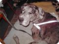 ostersonntag_-doggentreffen_251.jpg