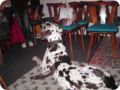 ostersonntag_-doggentreffen_252.jpg