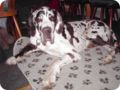 ostersonntag_-doggentreffen_259.jpg