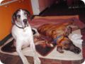 ostersonntag_-doggentreffen_267.jpg