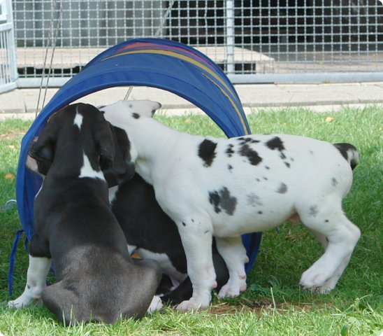 uno_043.jpg